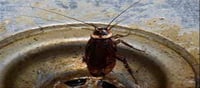 Kitchen cleaning remove insects in sink home remedies!!?